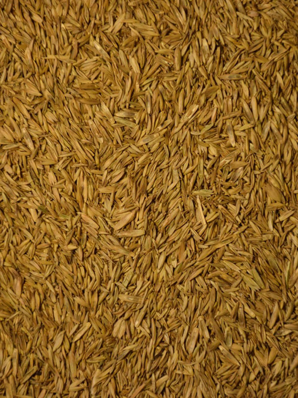 Equine Pure Grass Pasture Mix